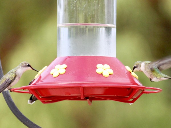 Image of hummingbirds by Wayne Severson