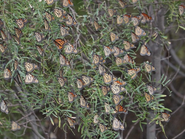 Monarch Butterflies Roosting by Lynn Seman