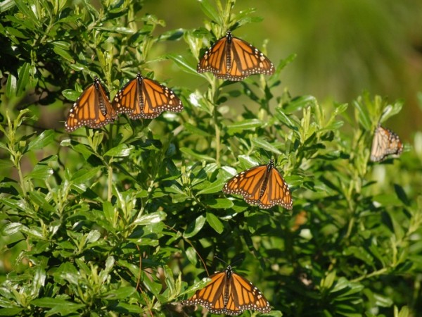 Monarch Butterfly by Elizabeth Howard