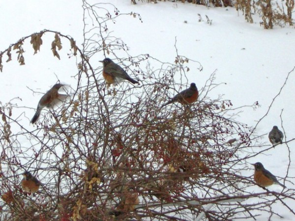 Image of robins in snow by William Hieber