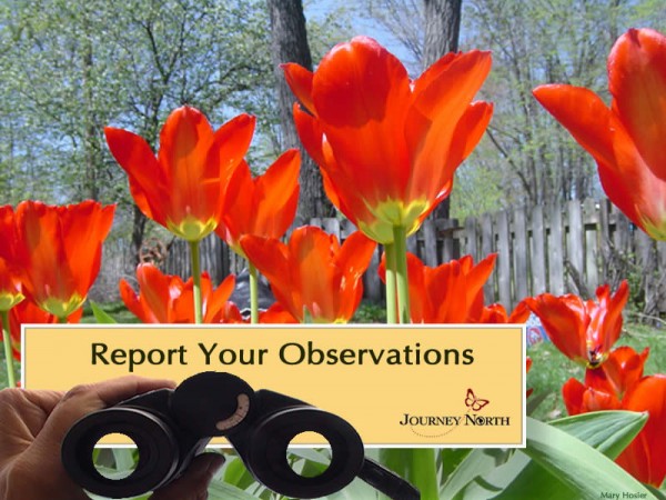 Report Your Tulip Observations