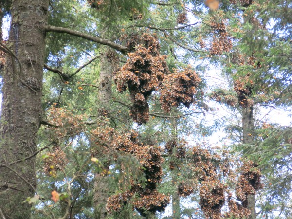 Monarch Butterfly Colony in Mexico
