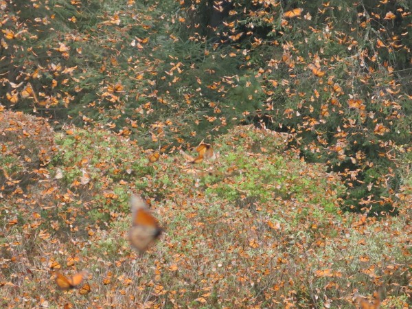 Monarch Butterflies at El Rosairo Sanctuary in Mexico on February 26, 2018 by Estela Romero
