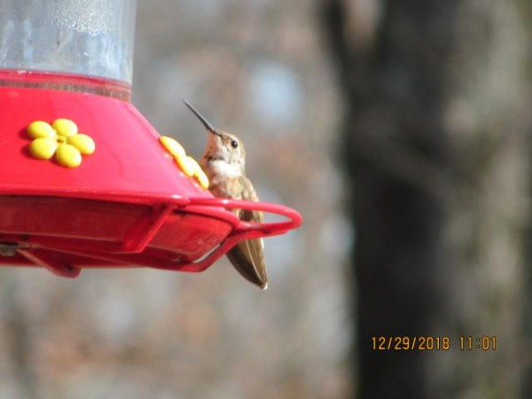 Overwintering Rufus Hummingbird, Southaven, MS