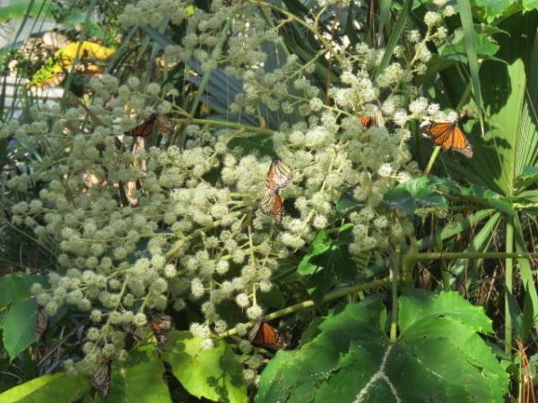 Monarchs Nectaring on Rice Paper Plant, Saint Helena Island, SC