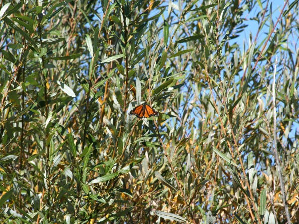 Just a Few Monarchs Left, Goleta, CA
