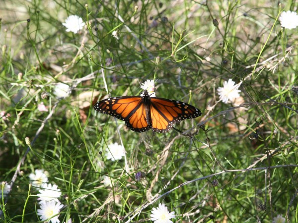 Monarch nectaring, Goleta, CA 