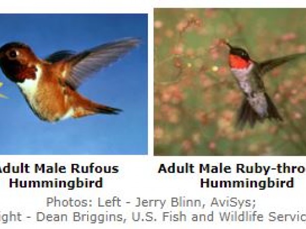 Rufous or Ruby? Which Hummingbird Am I Seeing? 