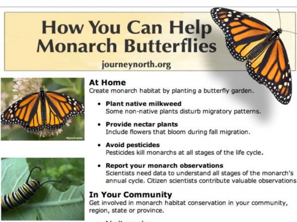 Conserving Monarchs