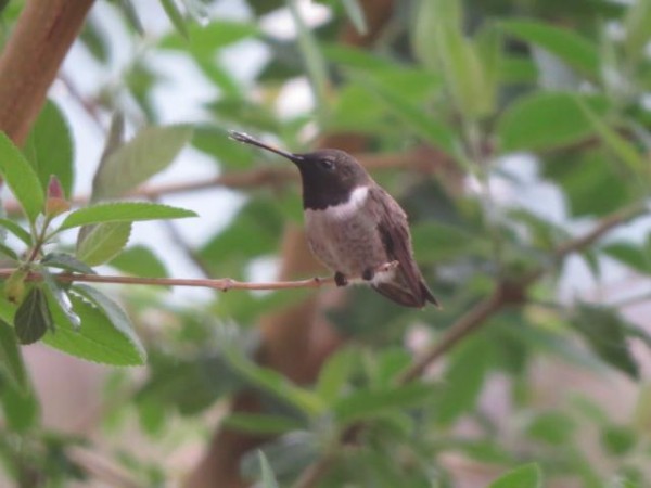 A Black-chinned Hummingbird (San Antonio, TX; 02/28/2019)