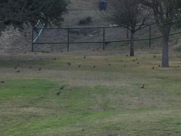 Over 100 Robins Seen In Backyard