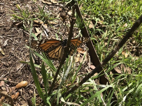 Monarchs Arriving in Austin, Texas