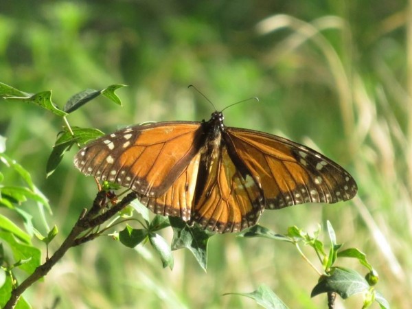 Tattered Male Monarch Butterfly in Driftwood, TX