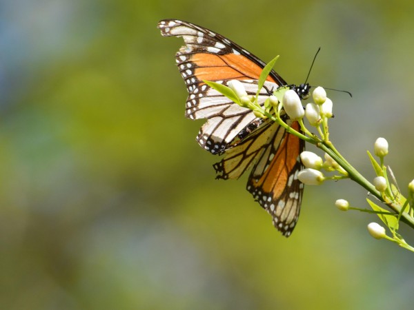 One of the 8 monarchs sighted in San Antonio, Texas on March 18, 2019 by Jessica Beckham