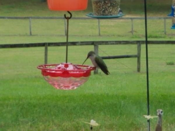 More Hummingbird Sightings In FL