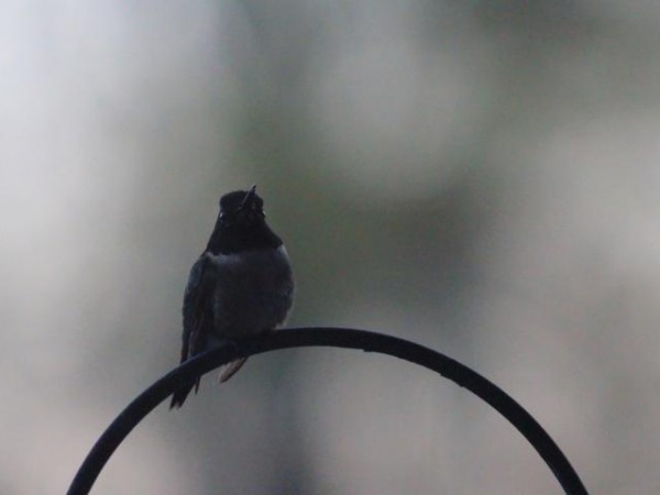 Ruby-throated Hummingbird, Photo by Kristin, Barnesville, GA 03/22/2019