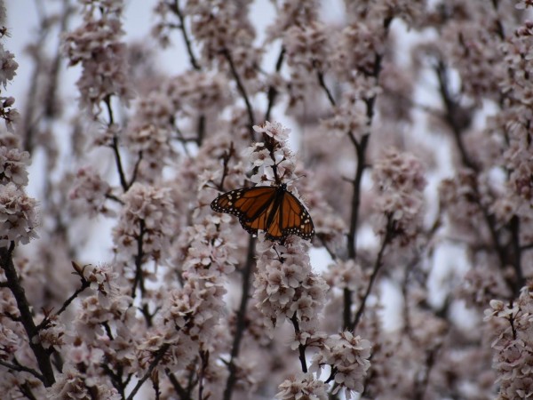 First Monarch Butterfly in Oklahoma