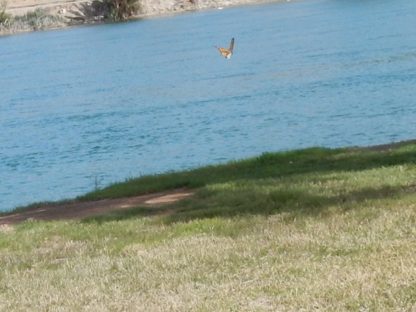 Monarch Flying By Colorado River (March 2017) 