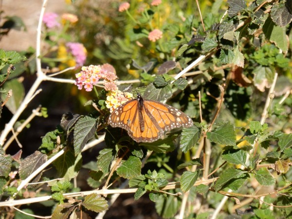 Monarch butterflies along Colorado River, Photo by: Gail Morris (03/2019)