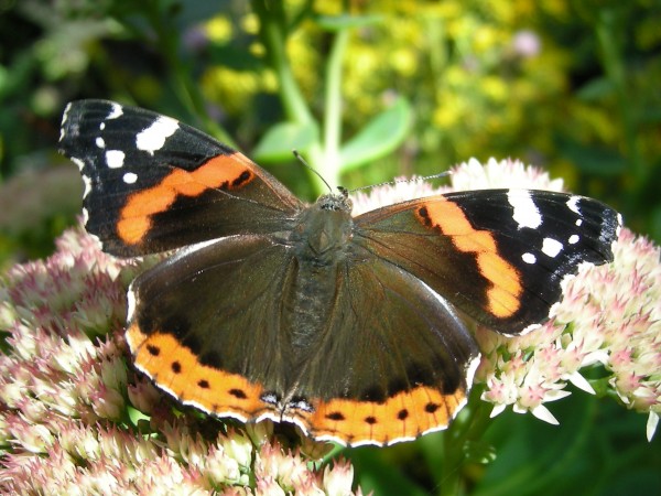 Red Admiral Butterfly 