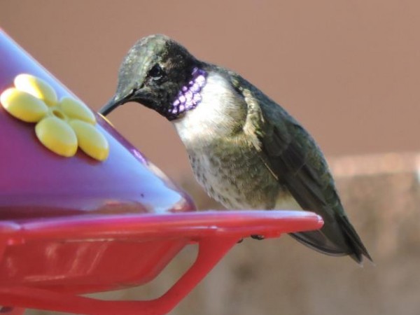 Black-chinned Hummingbirds, Ivans, UT (03/29/2019)