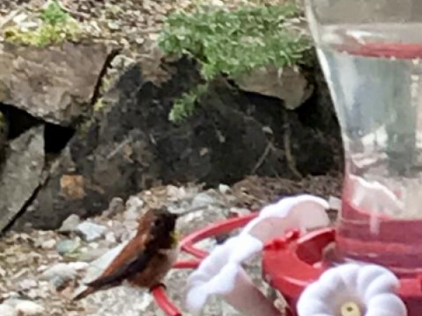 Rufous Hummingbird - Monroe, WA (03/29/2019)
