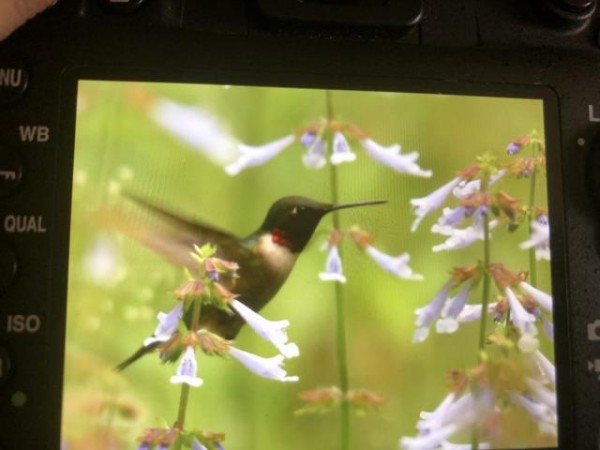 RTH Nectaring on Wildflowers - Mobile, AL (04/08/2019)