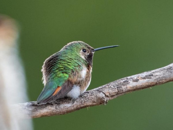 Broadtailed Hummingbird-Colorado Springs, CO ( 04/10/2019)