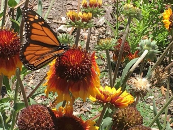 Many adult western monarchs seen in Huntington Central Park today.