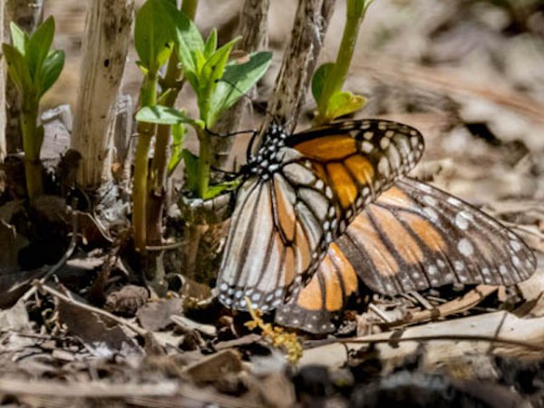 Image of monarch butterfly laying eggs on tiny, newly emerged milkweed.