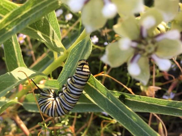 monarch larva