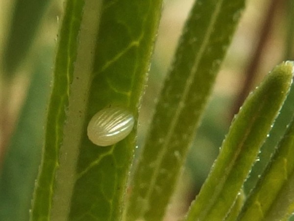 First Two Monarch Eggs Sighted