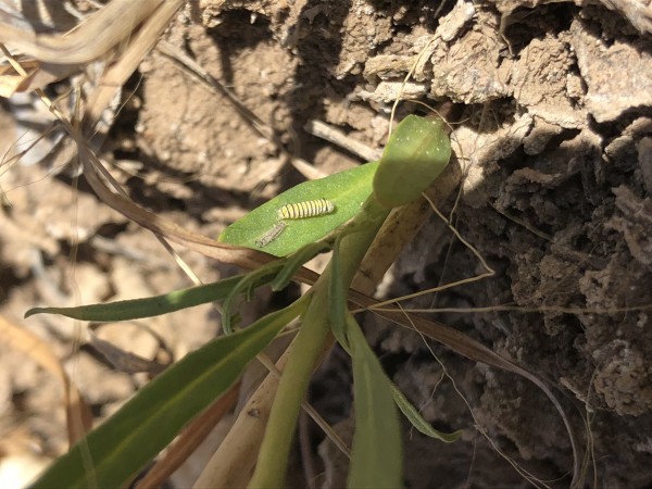 First Larva Sighted Photo by Megan Goyette Bosque Del Apache, NM