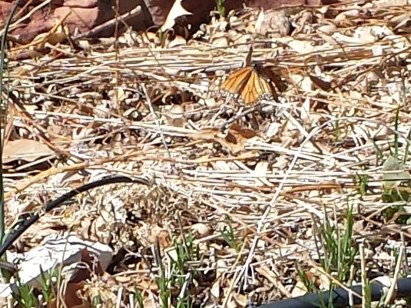 04/08/2019 First monarch visiting Horsetail Milkweed 