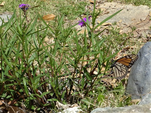  Monarch Thicket Garden-First Sighting