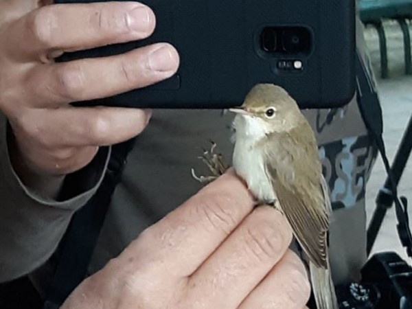 Israel Songbird: Reed Warbler