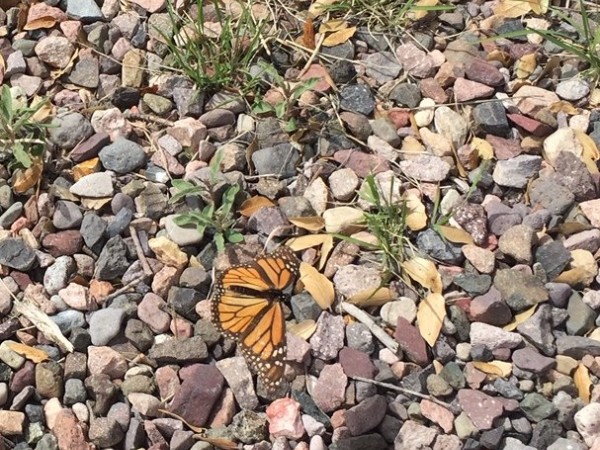 Monarch Photo, Submitted by Ann Swift, Cave Creek Portal AZ   (03/28/2019)