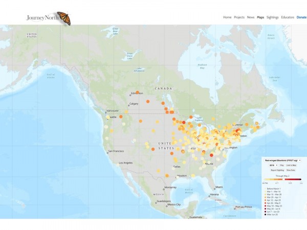 2019 Red-winged Blackbird - First Sightings Map