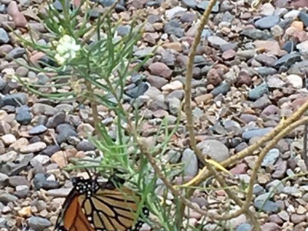 Monarchs ovipositing 