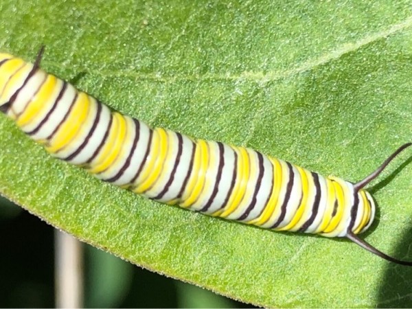 First Monarch Larva 