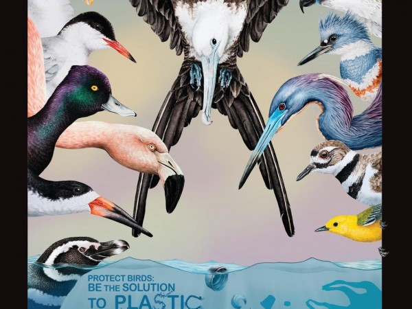 May 2019 World Migratory Bird Day