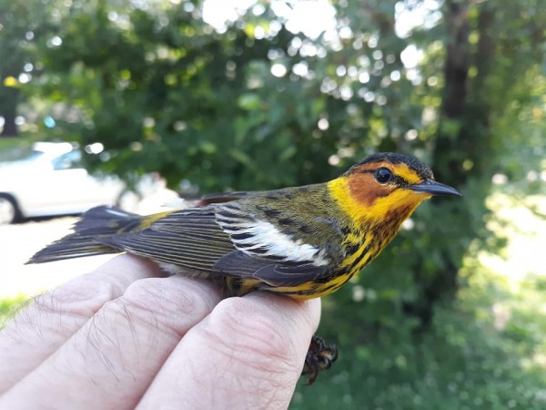 Banded Cape May Warbler