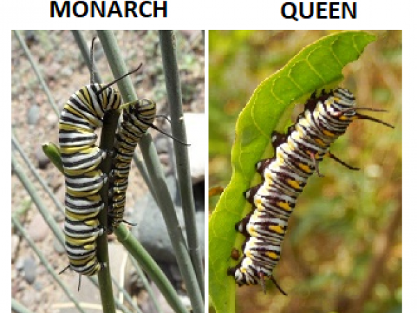 Monarch-Queen Caterpillar