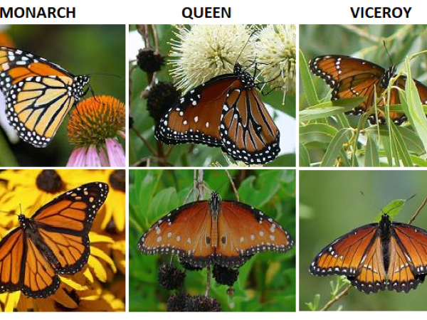 Monarch-Queen-Viceroy Comparison