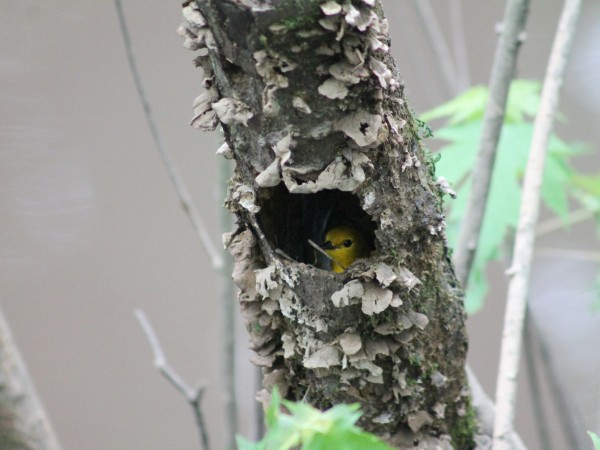 Prothonotary Warbler nest 