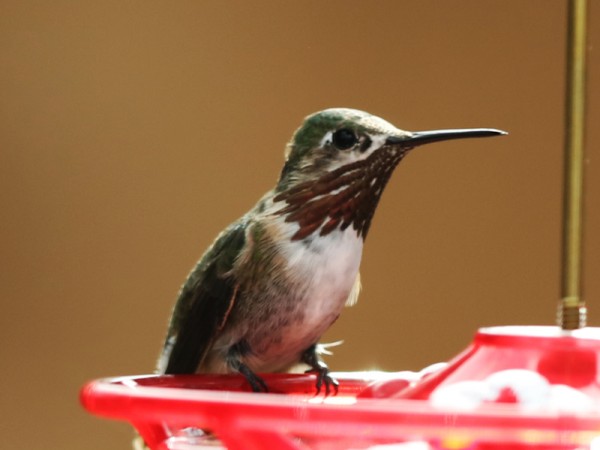 Male Calliope hummingbird in Texas