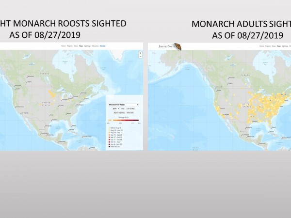 Monarch Roosts and Adult Sighted Maps Compared