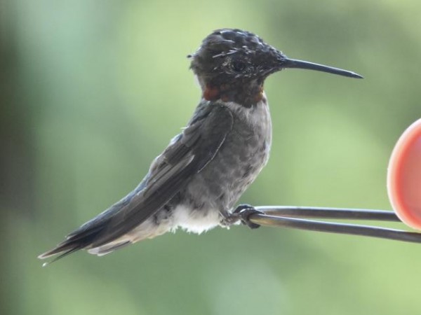 Juvenile Ruby throated hummingbird