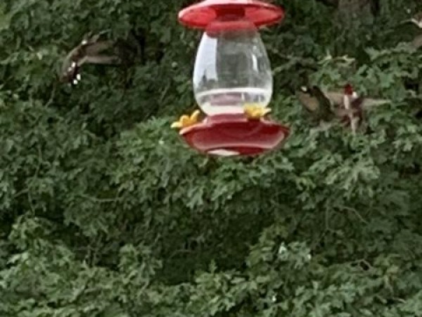 25 hummingbirds