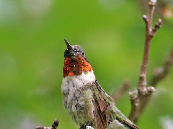 Male Ruby throated hummingbird